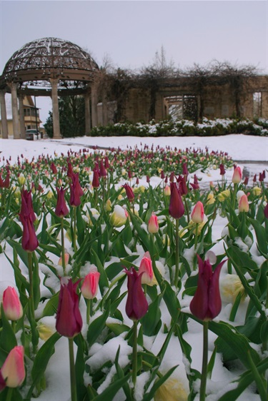 Snow covered tulip beds in early May.