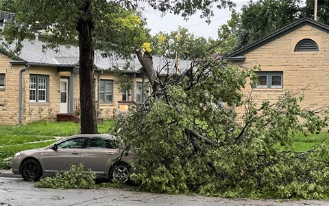 Photograph of tree damage