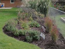 Rain garden installed as part of a cost-share grant program