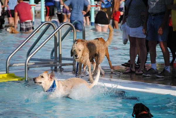 DogSplash2014-deep.JPG