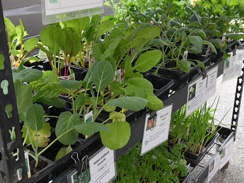 Photograph of plants for sale