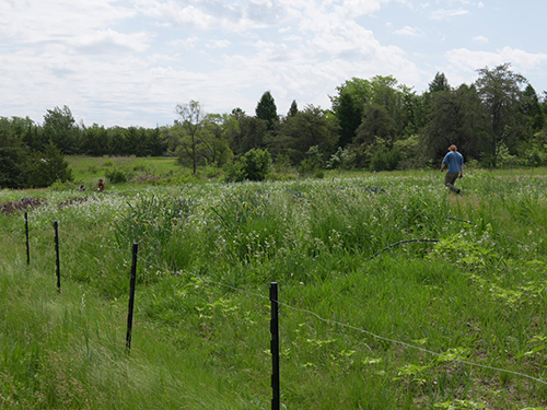 Photograph of person in field