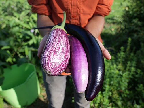 Photograph of produce from garden