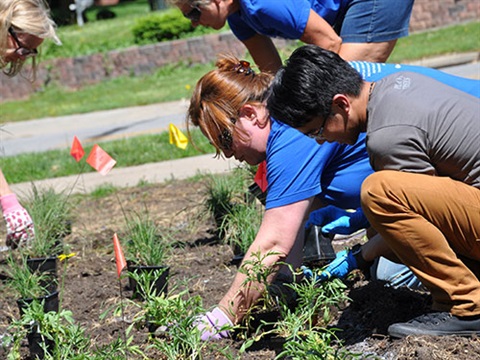 Photograph of volunteers planting in garden