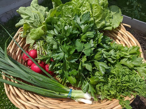 Photograph of basket containing vegetables